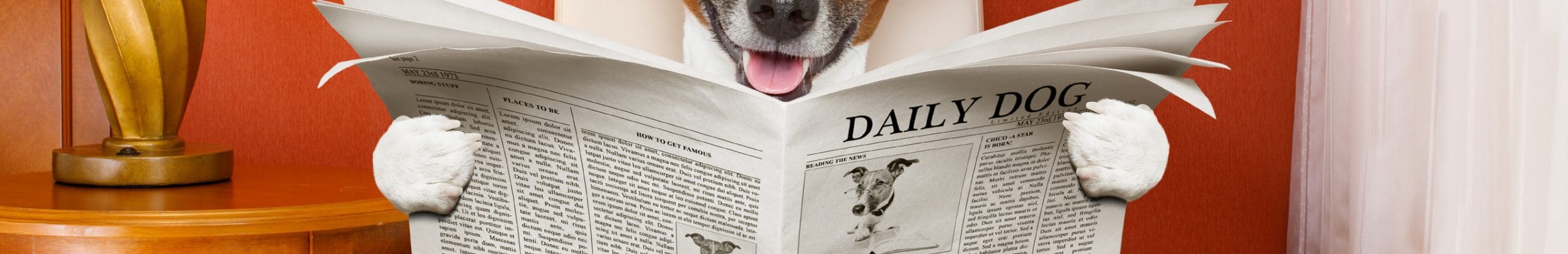 Un chien lit un journal